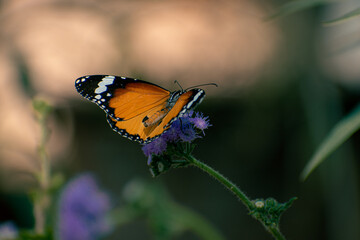 Obraz premium Danaus chrysippus, also known as the plain tiger, African queen, or African monarch, is a medium-sized butterfly widespread in Asia, Australia and Africa.