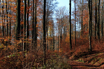 Obraz premium Der bunte Zauber des Herbstwaldes. Kleinschmalkalden, Thüringen, Deutschland, Europa The colorful magic of the autumn forest. Kleinschmalkalden, Thuringia, Germany, Europe