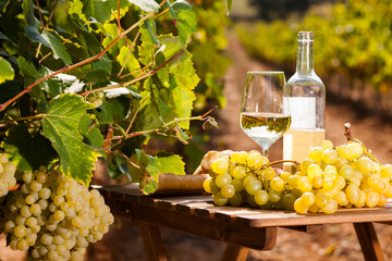 glass of White wine ripe grapes and bread on table in vineyard