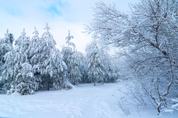 Winter forest Background. winter forest scenery. Scenic image of tree. Frosty day, calm wintry scene. Ski resort. Great picture of wild area