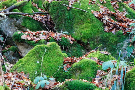 Buntes Herbstlaub in den Bergen Thüringens. Thueringen, Deutschland, Europa   --
Colorful autumn leaves in the mountains of thueringia. Thueringia, Germany, Europe  --
