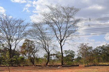 &aacute;rvores do Cerrado