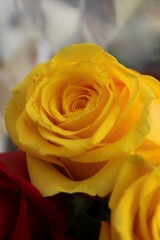 yellow rose