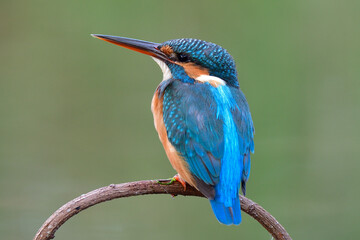 lonely blue bird show its back profile while sitting on curve branch in soft lighting condition, common kingfisher