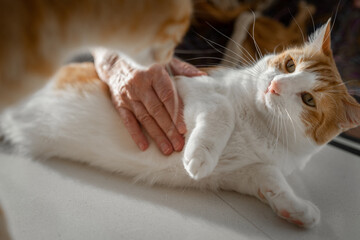 close up. brown and white cat with yellow eyes enjoys the caresses of a senior woman