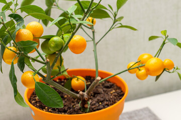 Ripe small orange fruits of indoor growing citrus plant Calamondin (Citrofortunella microcarpa,...