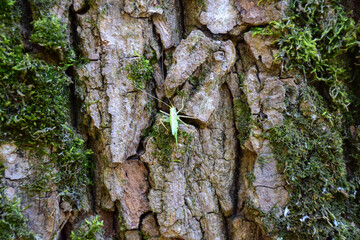 Small green grasshopper sits on the bark of a large tree