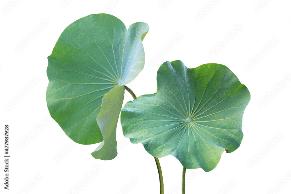 Wall mural green lotus leaves isolated on white background with clipping pa