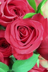 red roses background