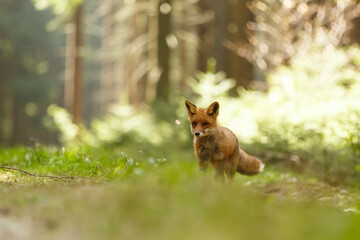 Rotfuchs im Wald