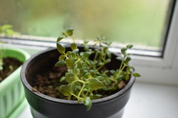 close up of fresh basil