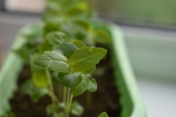 close up of fresh basil