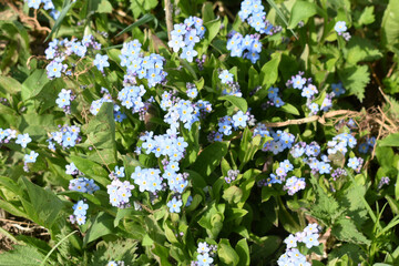 spring in the garden