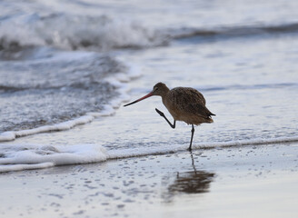 Marbled Godwit raising food while standing in surf