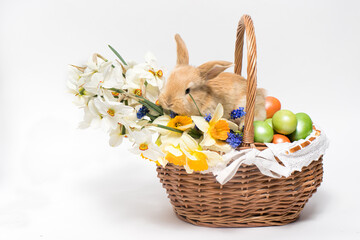 A fluffy Easter rabbit sits in a basket, Easter-colored eggs and flowers daffodils on a minimalist white background to copy space for text banner.
