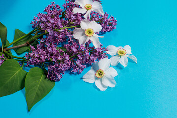 Beautiful branch lilac and daffodil flowers on a blue background for a postcard or a spring sale. Place for copy space text.