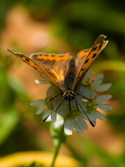 Butterfly on white flower. Butterfly (Lycaena phlaeas). Macro photos of a butterfly