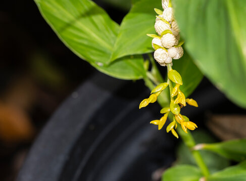 beautiful fresh yellow globba flower bouquet blooming and buds in botany garden. tropical floral plant small petal
