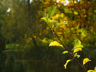 Close-up of leaves bathed in sunlight. Autumn leaves in the sunshine 