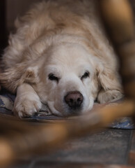 Golden retriever sleeping