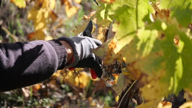Potatura della vigna.
Primopiano delle mani che tagliano i rami secchi della pianta dell'uva
