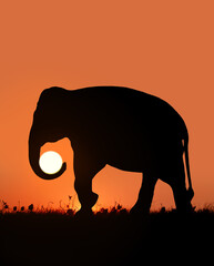 Silhouette of an elephant that carries the sun in its trunk against the backdrop of a sunset