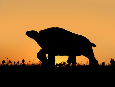 Silhouette of a giant turtle walking in a flower field against a sunset background