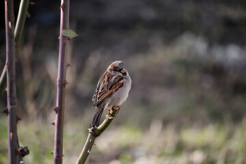 House Sparrow Passer domesticus is sitting on a branch