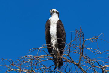 Osprey perched in a tree
