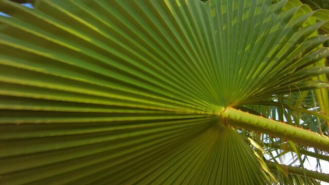 Leaves of saw palmetto palm swaying on the wind