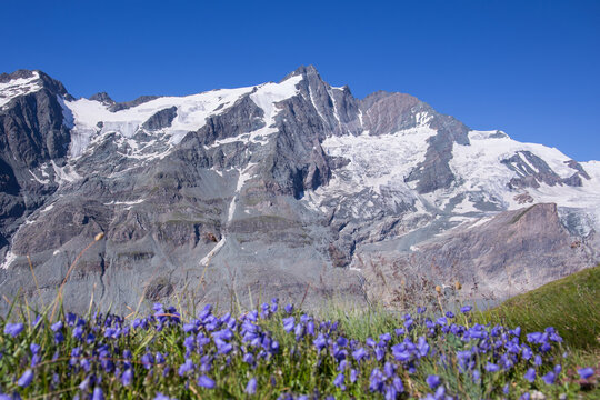 View onto the Gro&szlig;glockner mountain with mountain Bodendecker flowers in the foreground