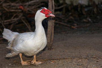The white duck in summer at farm thailand
