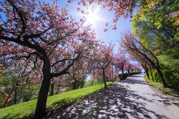 Beautiful spring day in Graz with blooming cherry trees