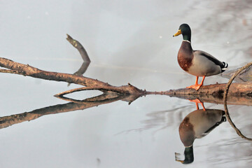 Duck