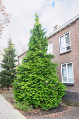 Conical White Cedar tree (Thuja occidentalis) in a street