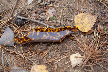 yellow autumn leaf with water in it is lying on the muddy brown ground together with some needles of conifer trees