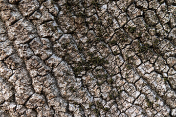 Relief texture of the brown bark of a tree with green moss on it. Horizontal photo of a tree bark texture. Relief creative texture of an old oak bark.