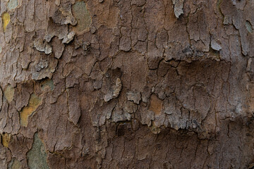 Texture of Platan tree bark. Background for design