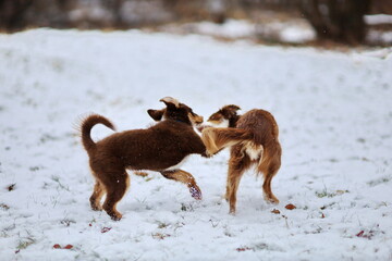 Two dogs playing together wat winter park