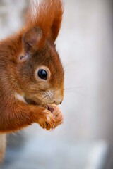 Red squirrel eating a walnut