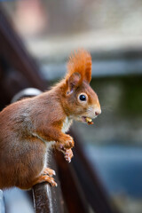 Red squirrel looking around with a walnut in his mouth