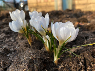 Obraz premium Crocus, saffron close-up in spring. Crocus, plural crocuses or croci is a genus of flowering plants in the iris family.