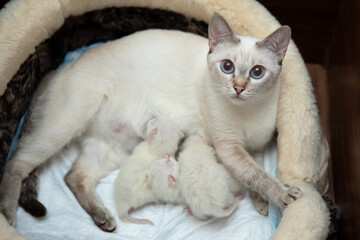Fototapeta na wymiar A cat with newborn kittens