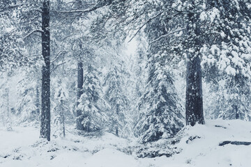 winter forest in the snow