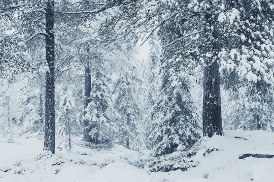 winter forest in the snow