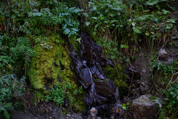 Mini oasis filled with greenery and with a small stream flowing down the stone