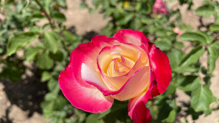 red and yellow tulip