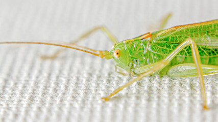 grashopper