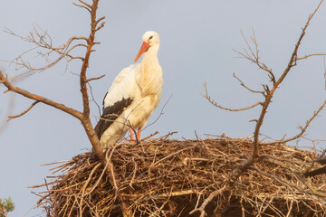 white stork in nest - Ciconia ciconia