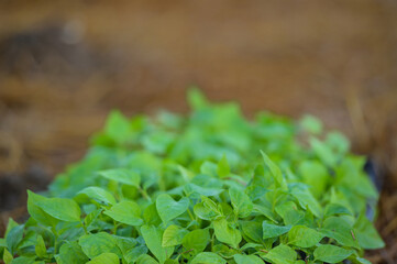 Close up sprouts of vegetables prepared for planting
